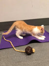 Yoga Cat Mat - Purple